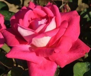 CHARLIES ROSE (hybrid tea)